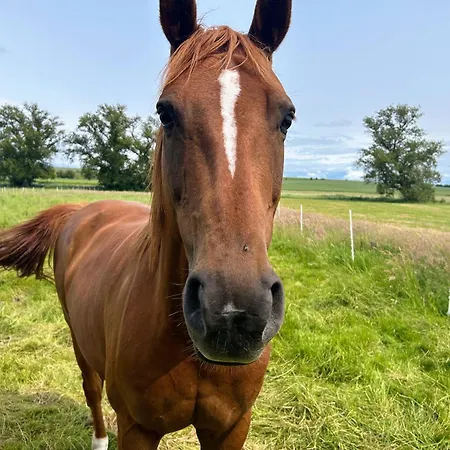 Apartment Am Spatzennest