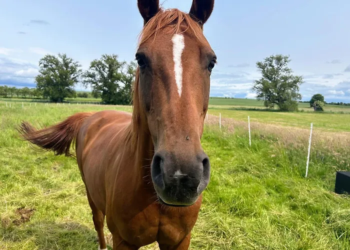 Apartment Am Spatzennest